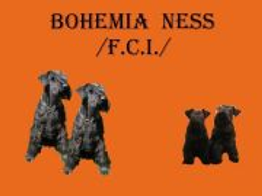 Bohemia Ness logo