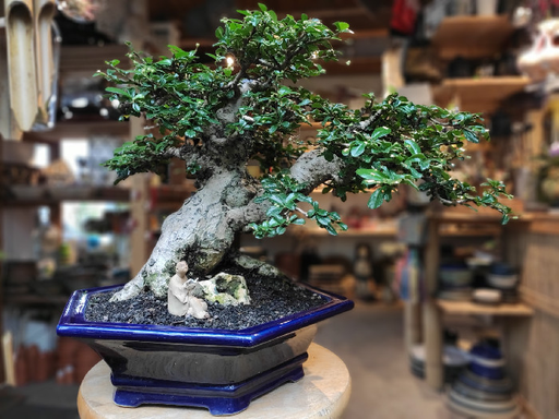 Bonsai - zahrada Marta Klimentová logo