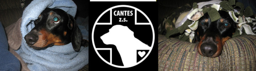 Cantes Vysočina logo