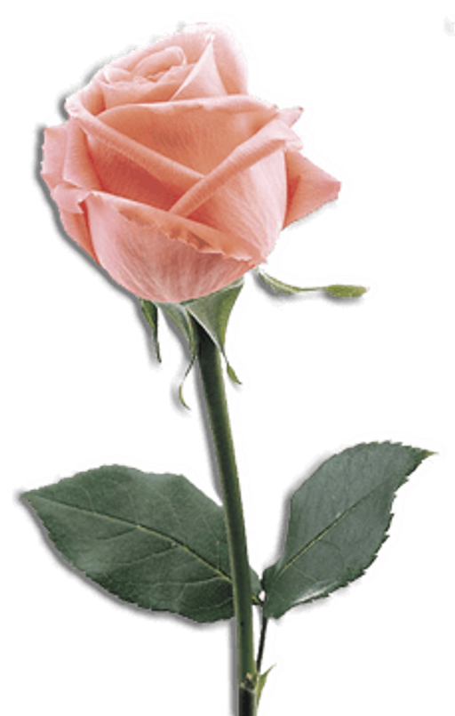 CUT FLOWERS logo