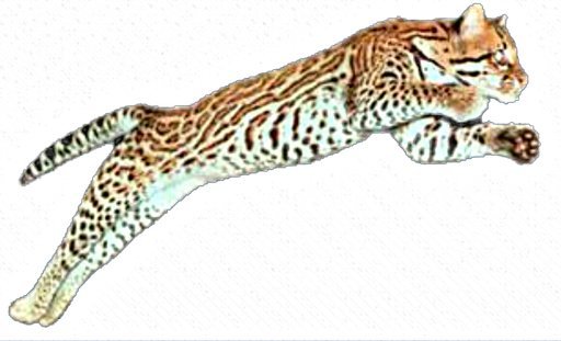 Ocelot Žacléř logo