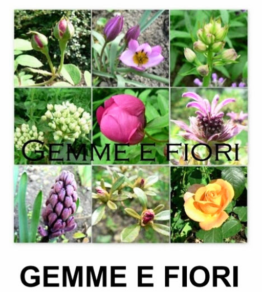 GEMME E FIORI logo