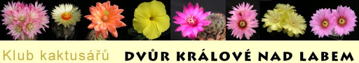 Klub kaktusářů Dvůr Králové logo