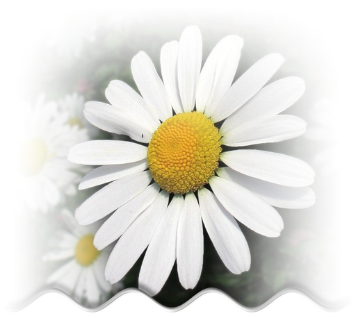 MUDr. Irena Kozíková - Ordinace PLDD logo