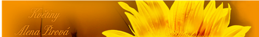 Květiny Alena Pirová logo