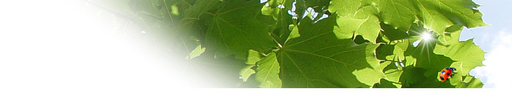 MORAS logo