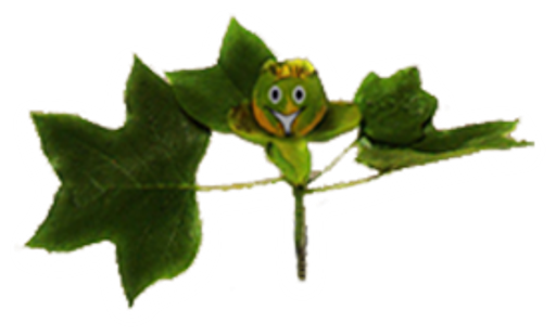 Okrasná školka Peňáz logo