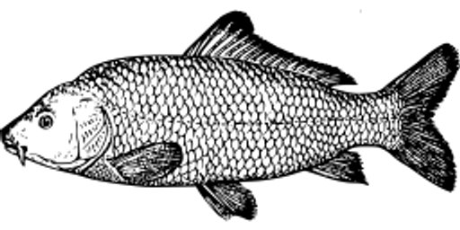 Český rybářský svaz, místní organizace Sluštice logo
