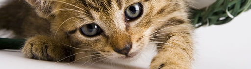 Veterinární ordinace - MVDr. Jan Jíša logo