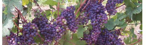 Vinotéka Hřímalka logo